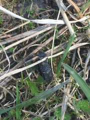 Thanatophilus rugosus