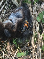 Thanatophilus rugosus