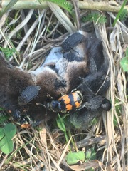 Thanatophilus rugosus