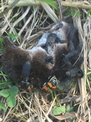 Thanatophilus rugosus