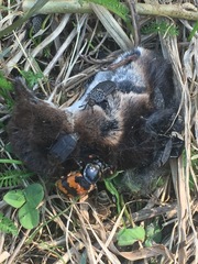 Thanatophilus rugosus