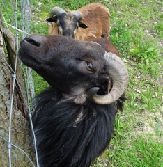 Capra hircus