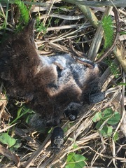 Thanatophilus rugosus