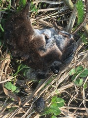 Thanatophilus rugosus