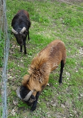 Capra hircus