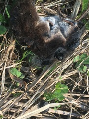 Thanatophilus rugosus