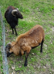 Capra hircus