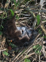 Thanatophilus rugosus