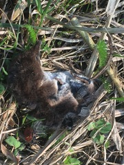 Thanatophilus rugosus