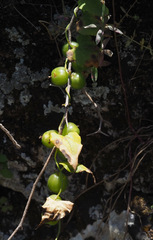 Dioscorea orientalis