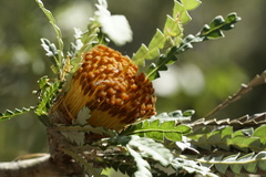 Banksia formosa