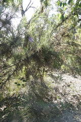 Banksia formosa
