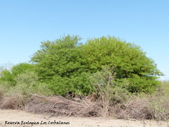 Prosopis alba