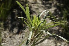 Banksia formosa