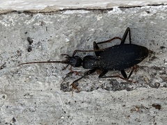 Carabidae