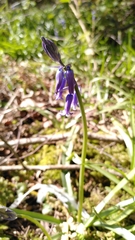 Hyacinthoides non-scripta