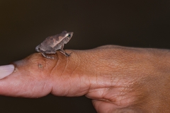 Rhinella proboscidea