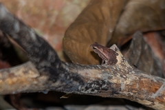 Rhinella proboscidea