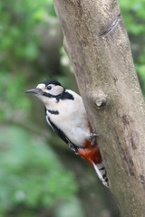 Dendrocopos major
