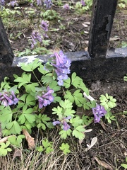 Corydalis solida