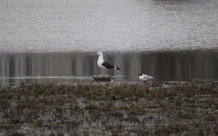 Larus fuscus fuscus