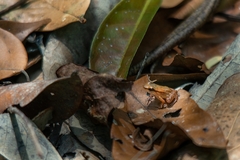 Anomaloglossus stepheni