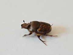 Palaeonthophagus