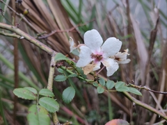 Rosa pricei
