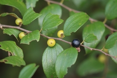 Ziziphus oenopolia