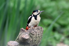 Dendrocopos major