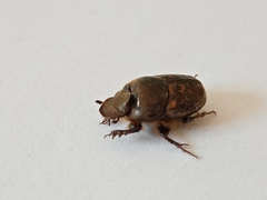 Palaeonthophagus