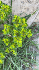 Euphorbia helioscopia