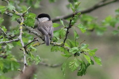 Poecile montanus