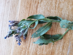 Anchusa azurea