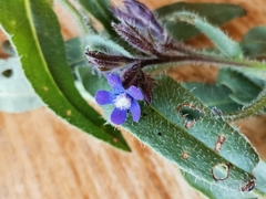 Anchusa azurea