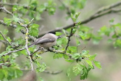 Poecile montanus