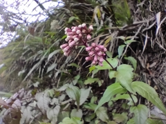 Eupatorium amabile