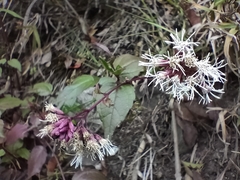 Eupatorium amabile