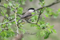 Poecile montanus