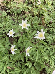 Anemonoides nemorosa