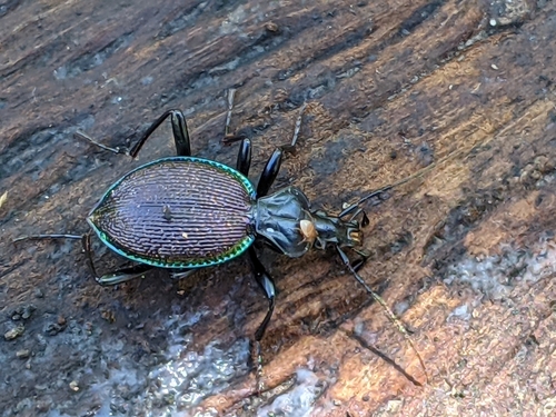 Margined Snail-eating Beetle photo 5