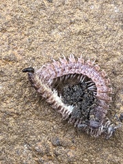 Pseudopolydesmus pinetorum