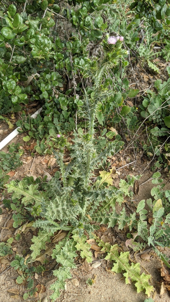 Slender Thistle