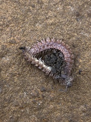 Pseudopolydesmus pinetorum