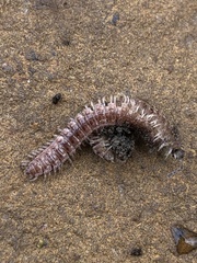 Pseudopolydesmus pinetorum