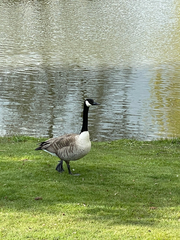 Branta canadensis