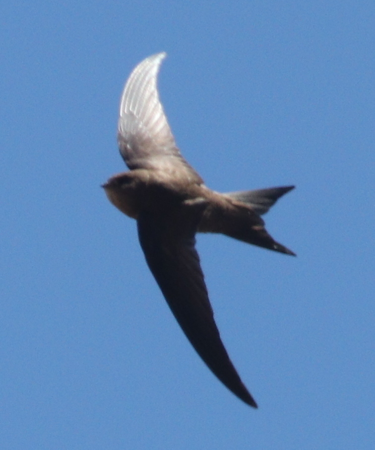 Foto de Plain Swift