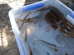 Canterbury Mudfish photo 3