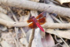 Brachythemis lacustris
