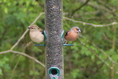 Fringilla coelebs